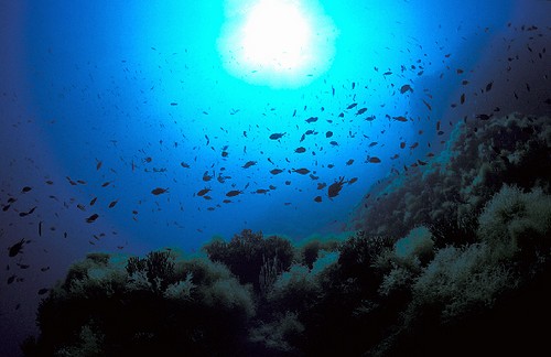Tras 20 años de protección el fondo marino de Ses Negres se muestra espléndido al visitante