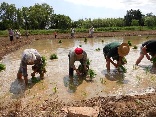 La plantación tradicional del arroz se hace de esta forma. Los agricultores sitúan el tallo del arroz bajo el agua y el barro del humedal. Para octubre el arroz estará listo.