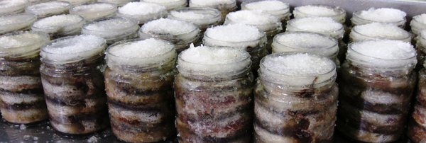 El tradicional pueblo de pescadores de l'Escala ha sido desde hace siglos muy conocido por la captura y elaboración de las anchoas, que aquí vemos envasadas en tarros y con una capa de sal para su óptima conservación