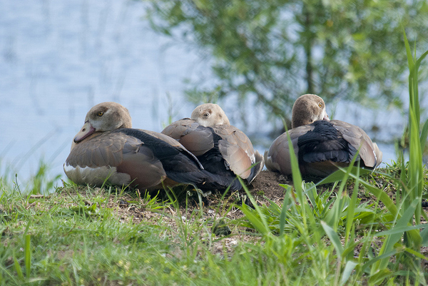Este trío de patos descansa tranquilamente una orilla del Parc dels Estanys, en Platja d'Aro