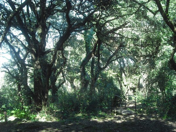 Tal y como se puede apreciar por el pequeño puenta, el Bosc de les Estunes ofrece una serie de recorridos seguros a través del bosque aptos para toda la familia